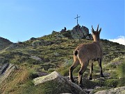 95 Stambecco femmina al pascolo sotto la croce del Passo di Mezzeno 